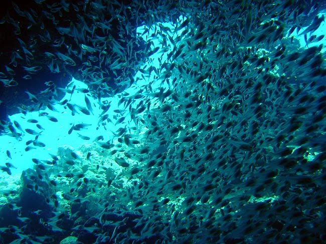 A lot of fish