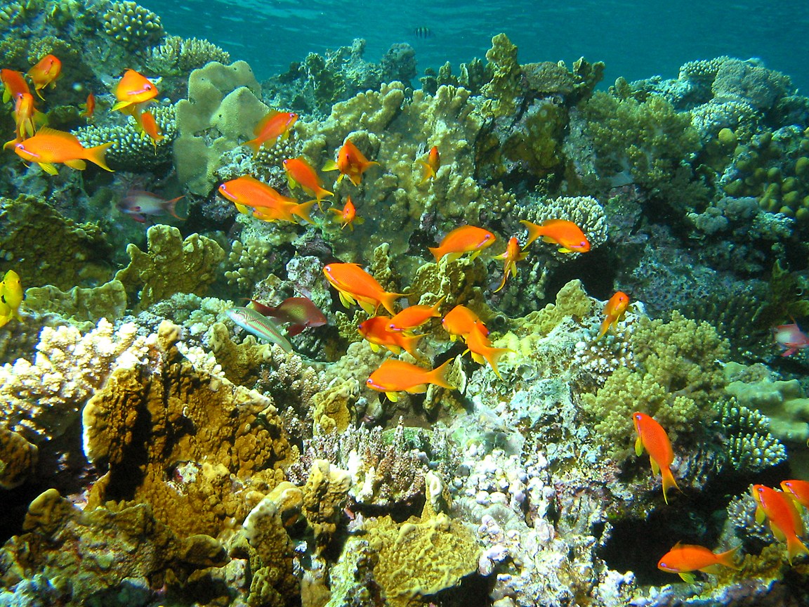 Coral with some small fish