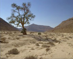 Sinai