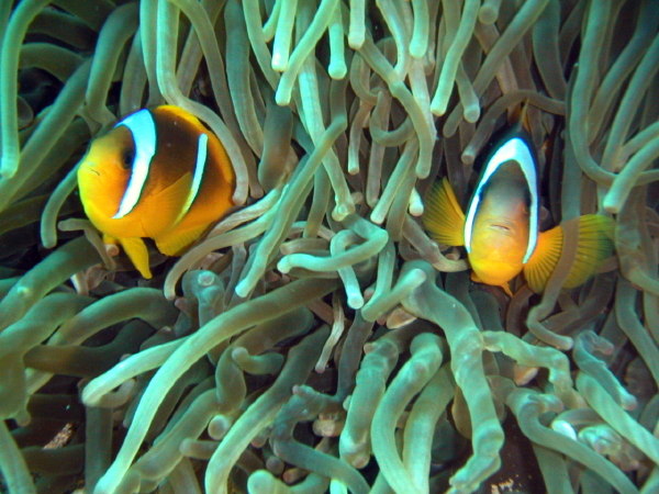 Clownfish